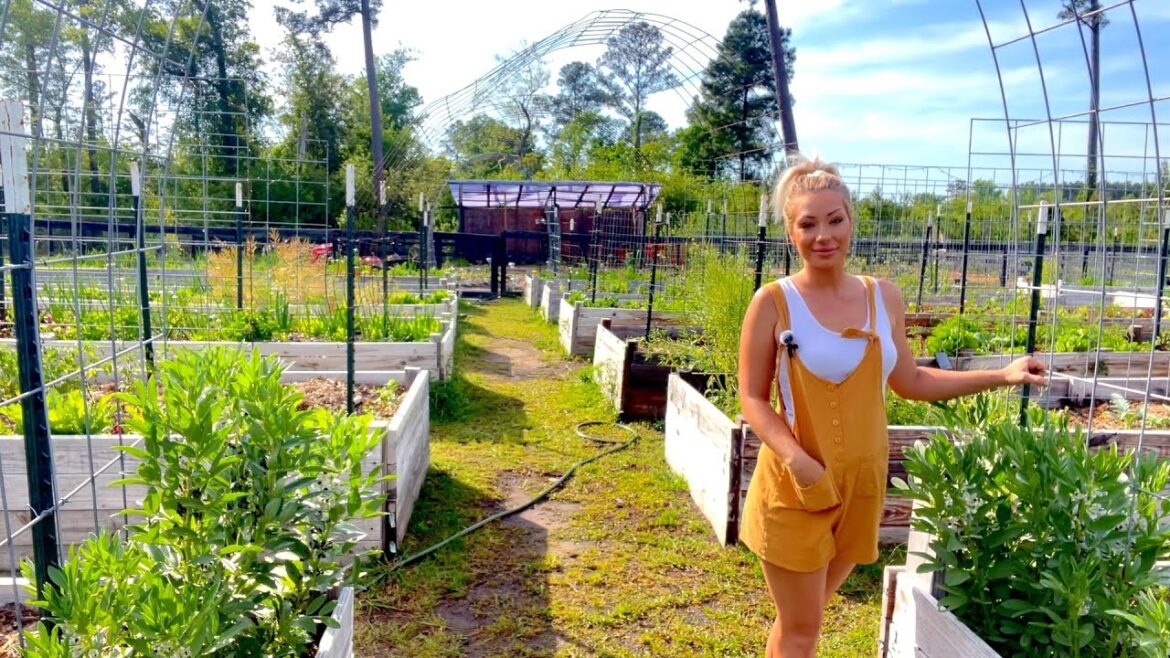 Learn to Garden! Tips and Tricks in a Raised Bed Garden Tour (Tour 3) Learn to Garden! Tips and Tricks in a Raised Bed Garden Tour (Tour 3)