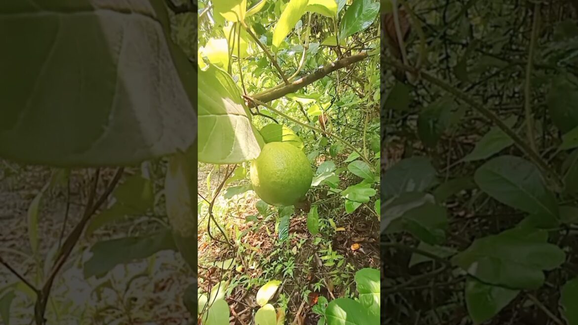 Grow Guava in Pots for Incredible Gardening Success#shorts