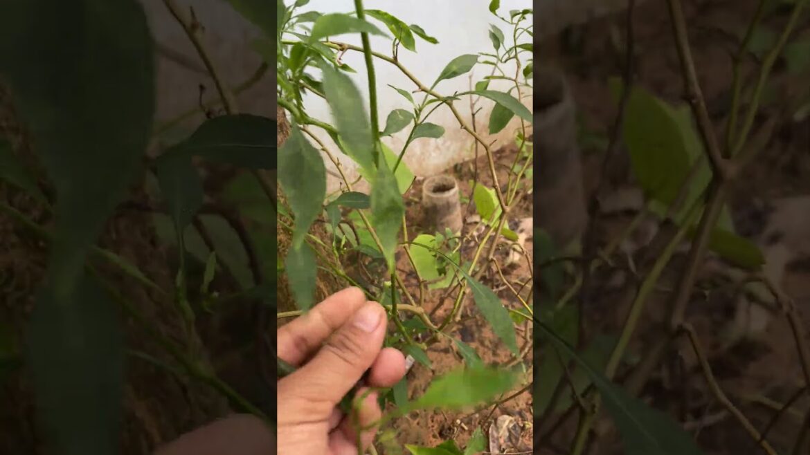 Daily life gardener by meimei / tips for growing/ enjoy with organic vegetable #shorts #gardening