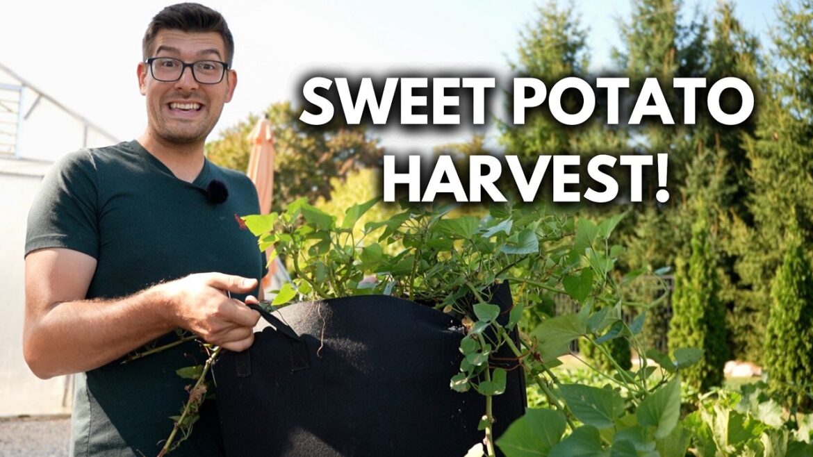 MIgardener: Harvesting Sweet Potatoes in Containers and How We Grew Them Harvesting Sweet Potatoes in Containers and How We Grew Them