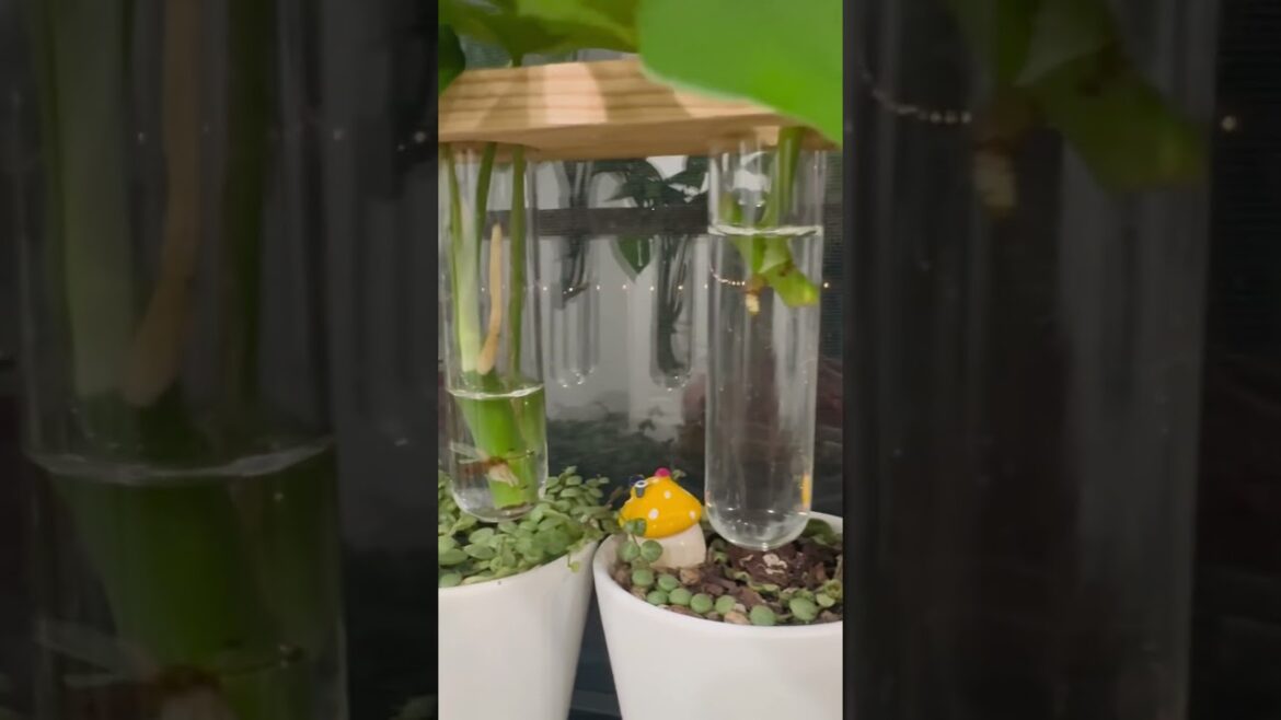 How do you set up your plant propagation station? #plants #propagation