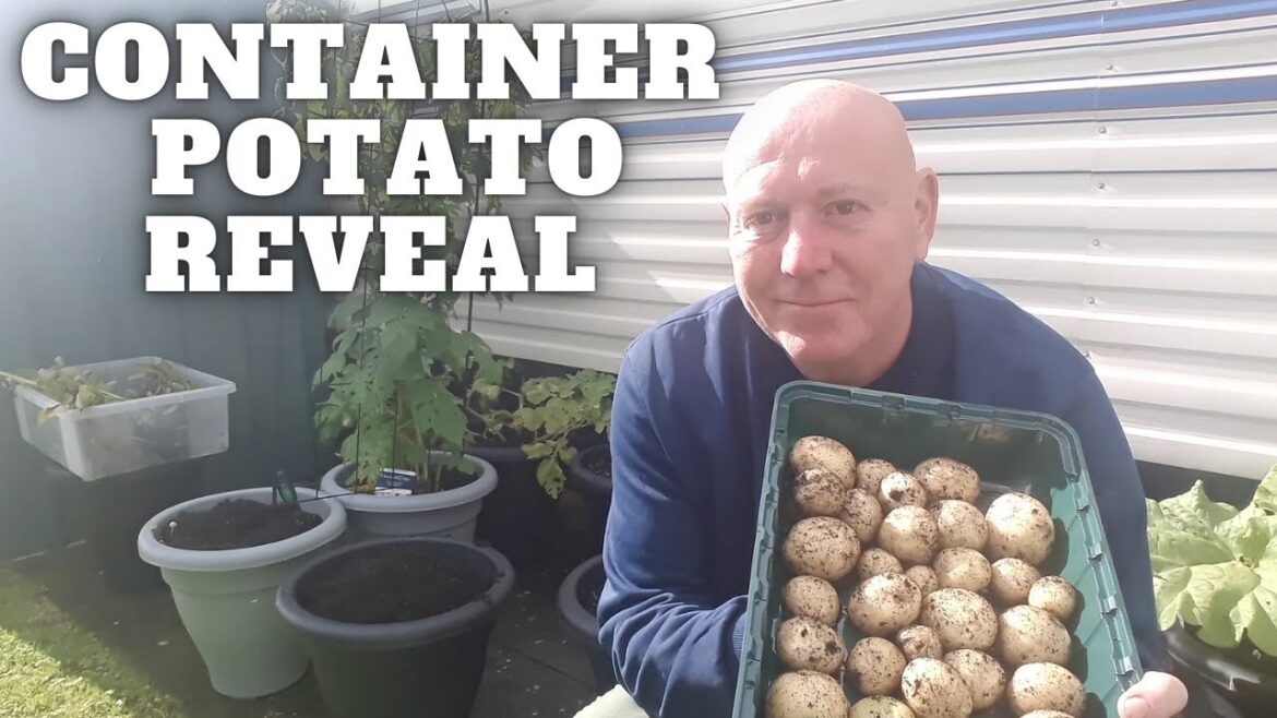 Container Potato Reveal Container Gardening