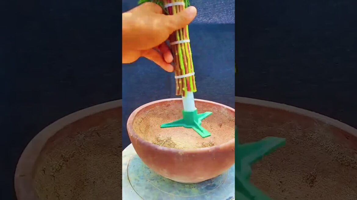 Plant flowers in pot at garden #ornamentalplant #flowers #gardening