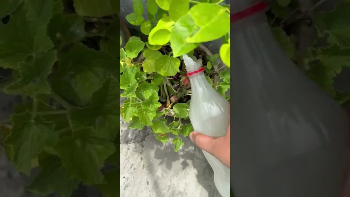 Rice water benefit in plants #plants #garden #fertilizer #trending #shorts #benefits #plantsfood #sr