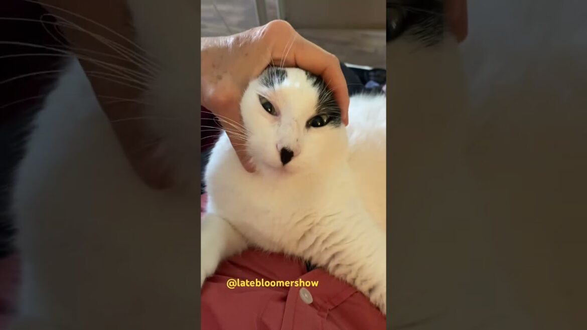 She lost her ears! #catshorts