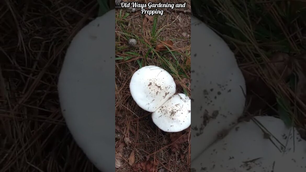 Giant Mushrooms – Apparently Poisonous ๐ Giant Mushrooms - Apparently Poisonous ๐
