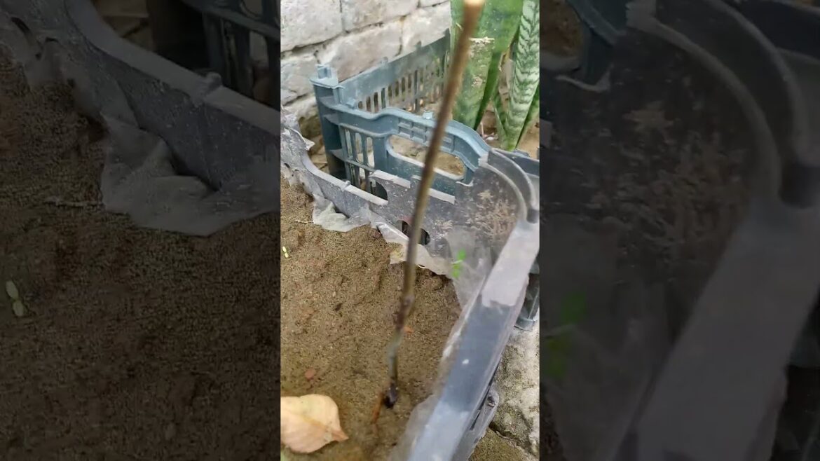 Update ❤️ #music #song #shortvideo #garden #ideaingarden #gardendesign #gardenideas #flowers #garden Update ❤️ #music #song #shortvideo #garden #ideaingarden #gardendesign #gardenideas #flowers #garden