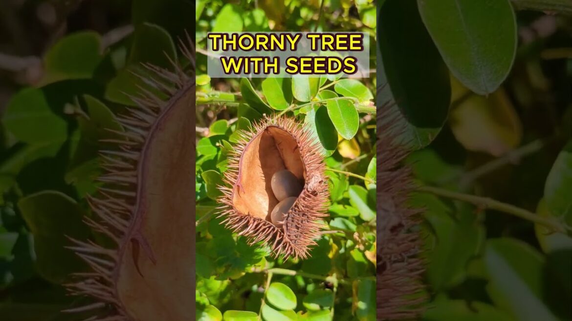 🙀 SUPER thorny tree with INTERESTING seed box #gardening #trees #thorny