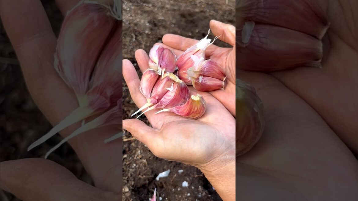 Garlic - Planting To Harvest #garlic #gardeningtips #gardening #growyourownfood