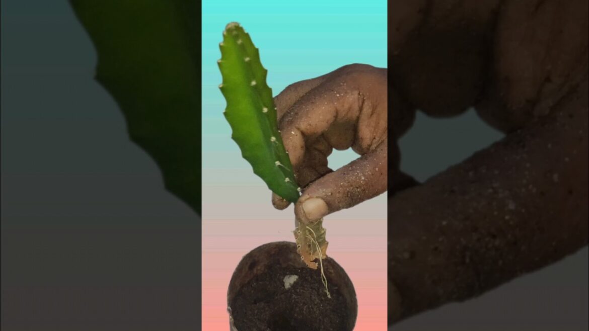 টবে ড্রাগন ফলের চারা রোপণ পদ্ধতি | Easy process to grow dragon fruit_plant #garden #shorts #viral টবে ড্রাগন ফলের চারা রোপণ পদ্ধতি | Easy process to grow dragon fruit_plant #garden #shorts #viral