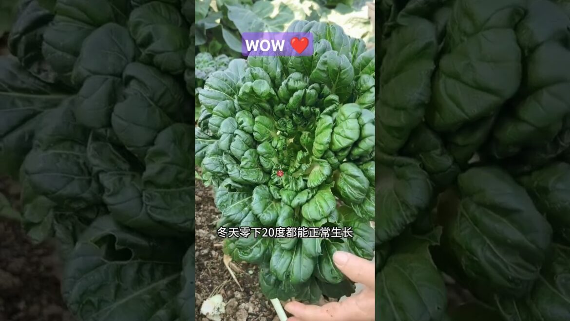 Nice Home garden designing vegetable #shots #trending #youtubeshorts