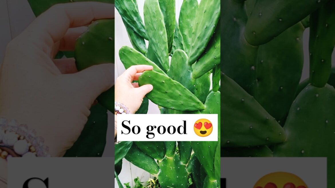 Let's try cactus- prickly pear