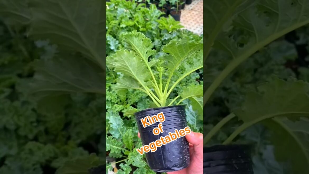 king of vegetables | how to grow kale | gardening | how long dose it take to grow kale king of vegetables | how to grow kale | gardening | how long dose it take to grow kale