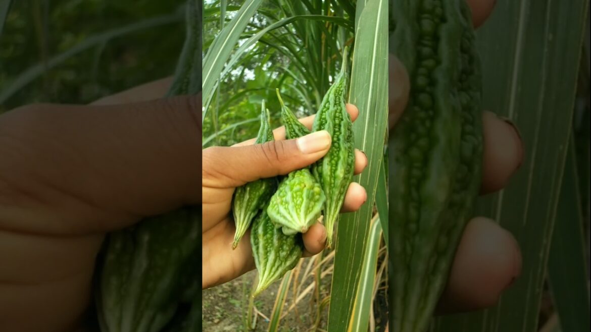 Plucked bitter gourd to make vegetable today #nature #farming #bittergourd #shorts Plucked bitter gourd to make vegetable today #nature #farming #bittergourd #shorts