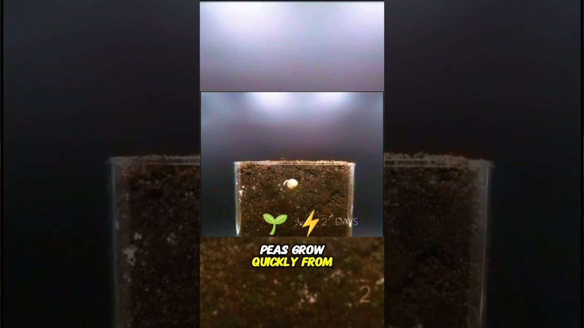 The Growth of Peas #timelapse #shorts #shortvideo #shorts #video #plants #viralvideos #youtube #yt The Growth of Peas #timelapse #shorts #shortvideo #shorts #video #plants #viralvideos #youtube #yt