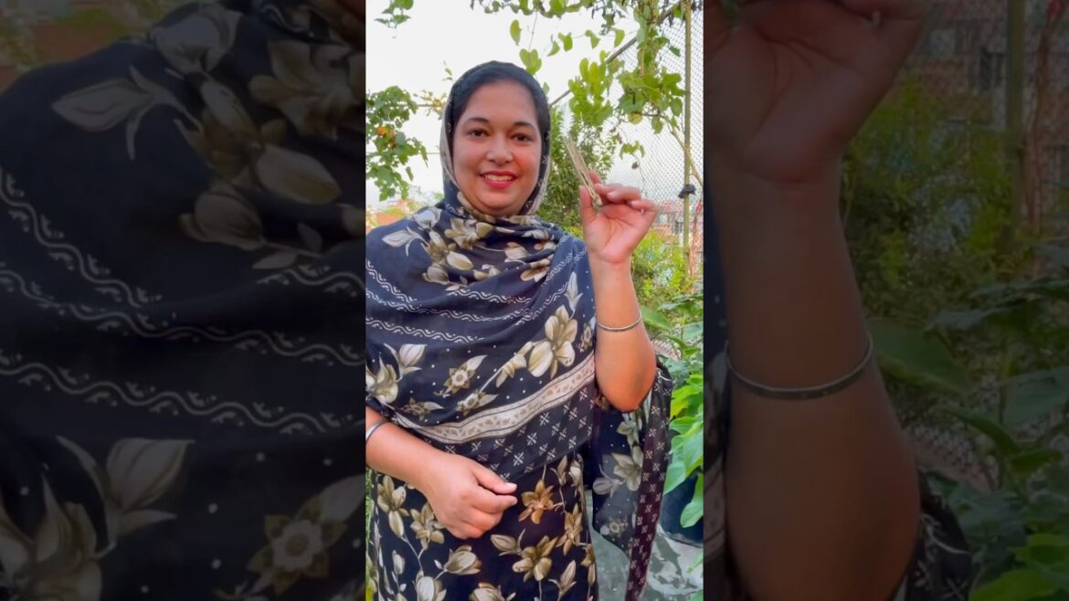 Harvesting Dried Ladyfinger (Bhindi) for Seed Collection | Rooftop Garden Tips #gardentips #garden