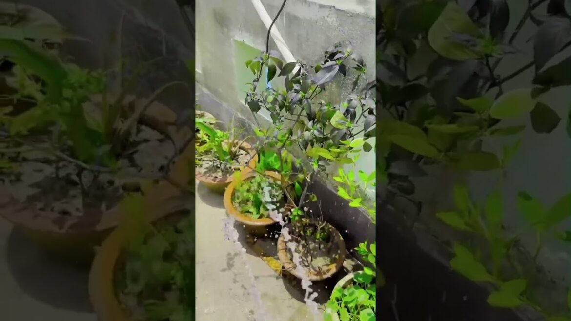 Summer plant care #terasgarden #garden #plants #trending #shorts #wateringplants #summerplantcare#sr