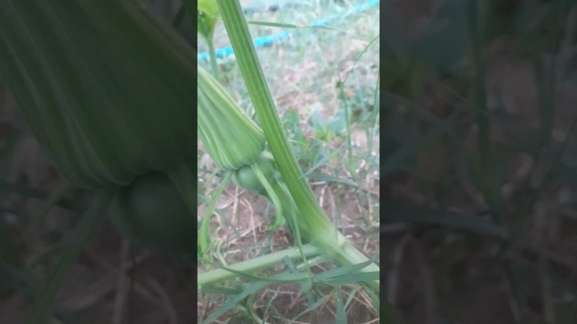 vegetable garden #garden #nature #viral #indianfood #short #yt20