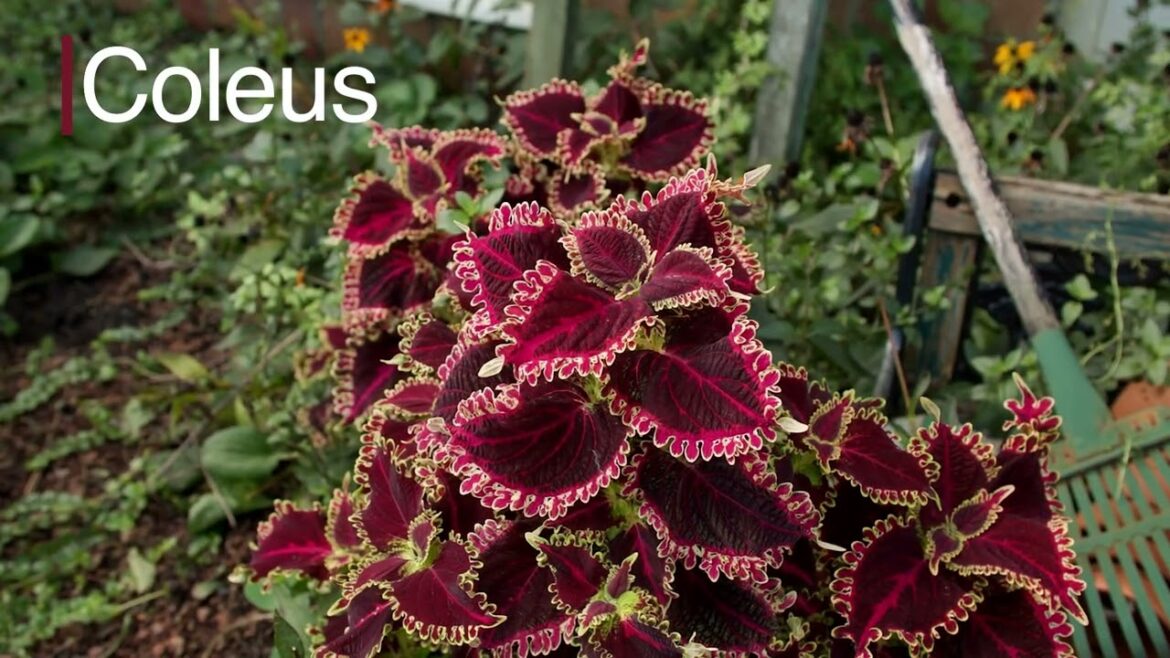 Children's Learning Garden, October 2024