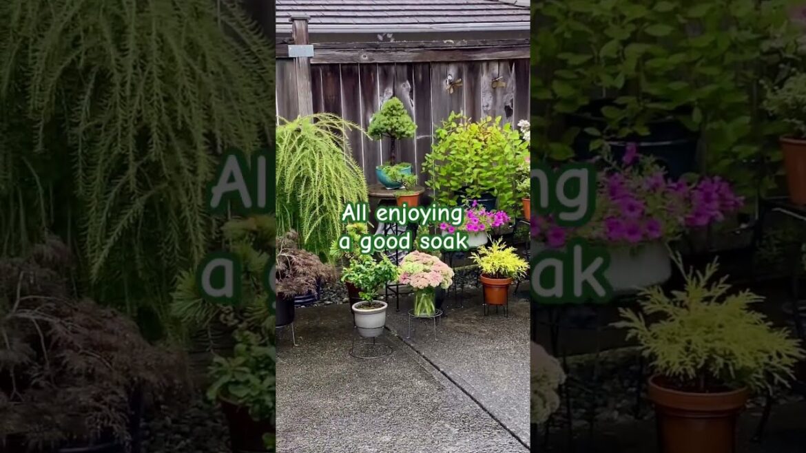 Front Yard & Planters in Rain