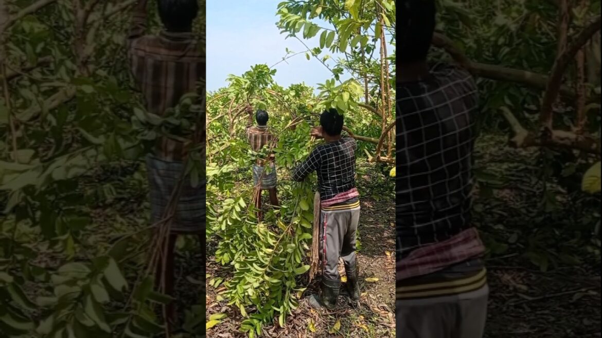 Boost Your Guava Yield with the Banding Technique! 🌱 #shorts Boost Your Guava Yield with the Banding Technique! 🌱 #shorts