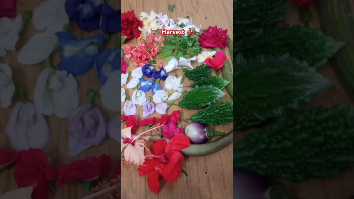 Harvest video #terracegardenharvest #gardeningtips #gardener #ytshorts #trendingshorts