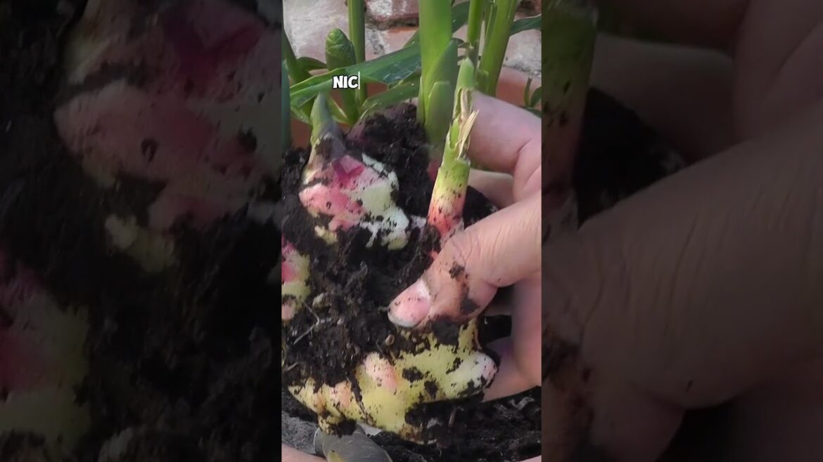Growing and Harvesting Ginger in Pots: Fall Gardening Tips!