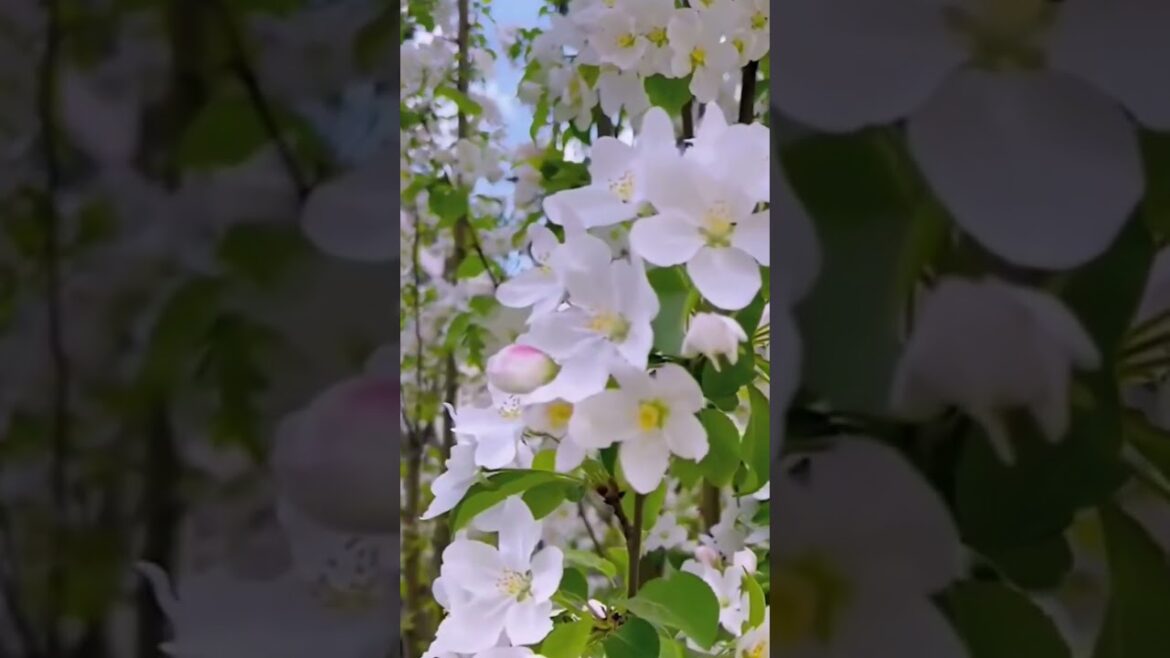 Beautiful flowers#tradingshorts #trading #viralvideo #viralshorts #flowers #nature #rosegarden #1m