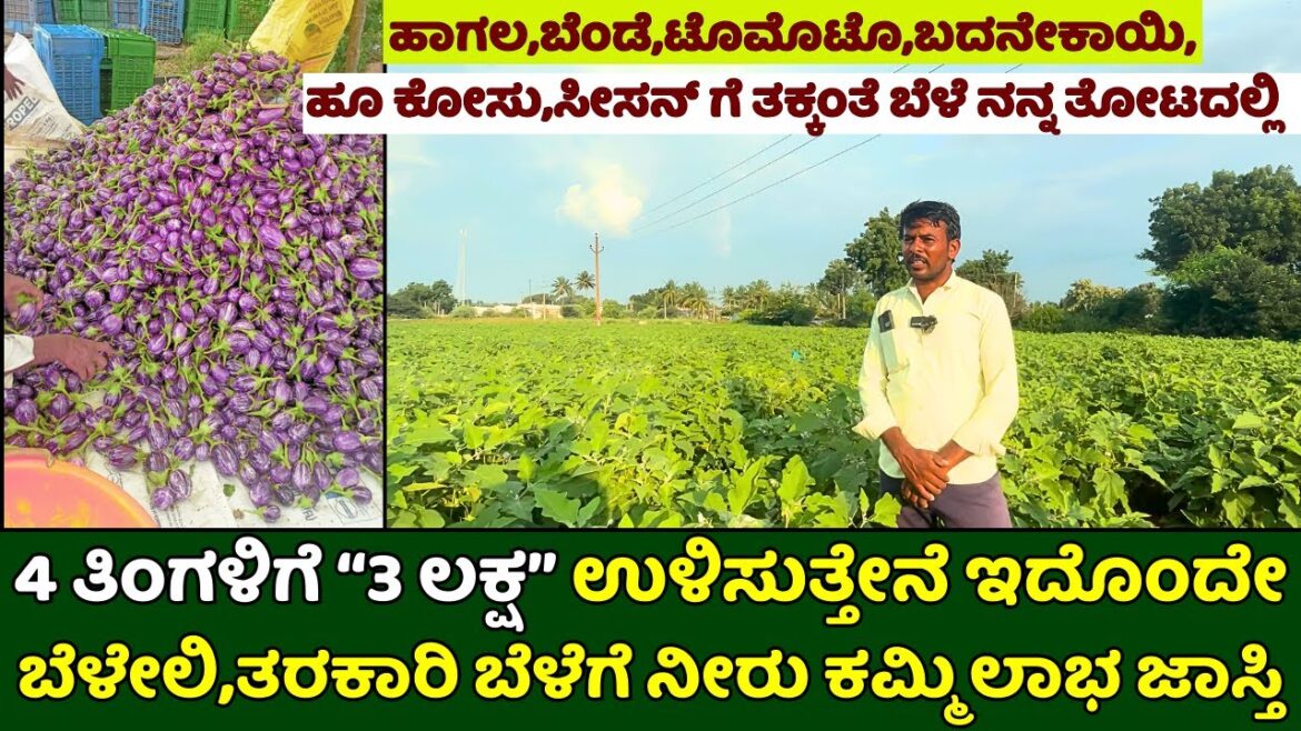 4 ತಿಂಗಳಿಗೆ 3 ಲಕ್ಷ ಉಳಿಸುತ್ತೇನೆ ಇದೊಂದೇ ಬೆಳೇಲಿ,|brinjal farming in kannada|ನೀರು ಕಮ್ಮಿ ಲಾಭ ಜಾಸ್ತಿ 4 ತಿಂಗಳಿಗೆ 3 ಲಕ್ಷ ಉಳಿಸುತ್ತೇನೆ ಇದೊಂದೇ ಬೆಳೇಲಿ,|brinjal farming in kannada|ನೀರು ಕಮ್ಮಿ ಲಾಭ ಜಾಸ್ತಿ