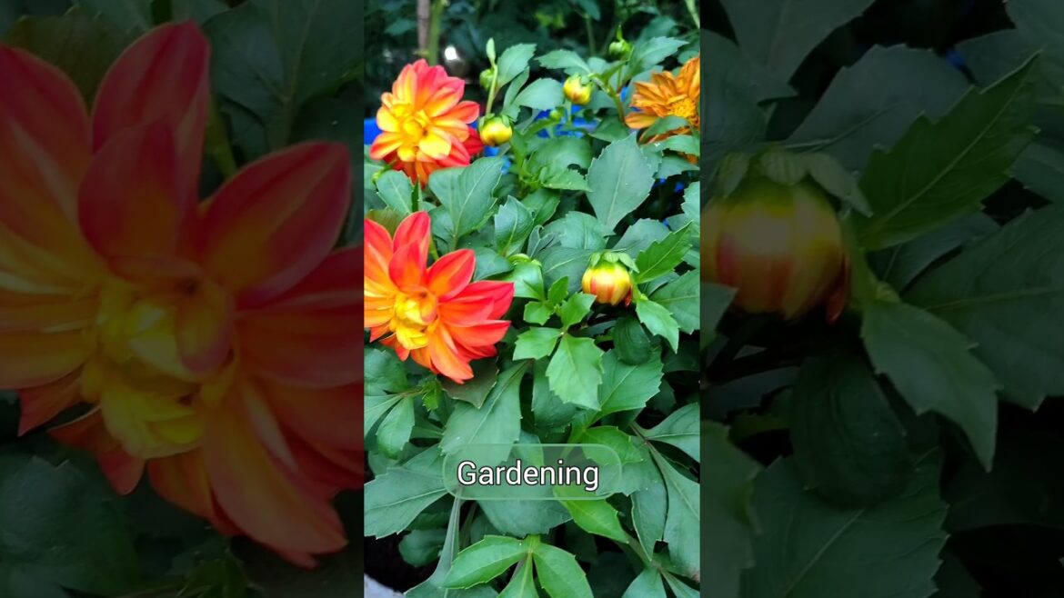 Dahlia plant | Dhalia Tips | Tips For Dahlia Care | How To Care Dahlia #shortvideo #nursery #shorts