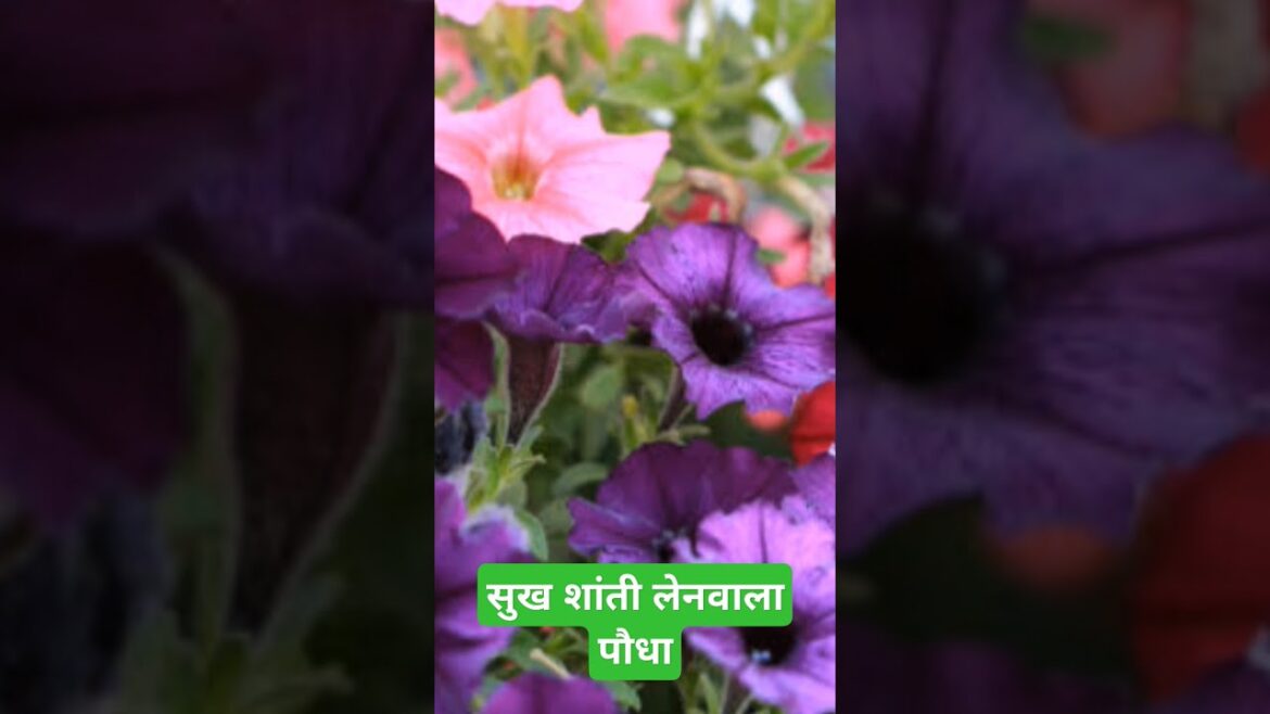 सुख शांती लेनवाला पौधा@JankiMohod #petunia #gardening #horticulture सुख शांती लेनवाला पौधा@JankiMohod #petunia #gardening #horticulture