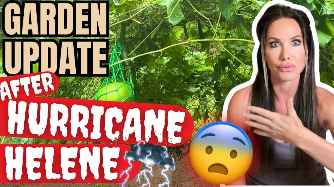 GARDEN UPDATE AFTER HURRICANE HELENE (EAST, TENNESSEE)