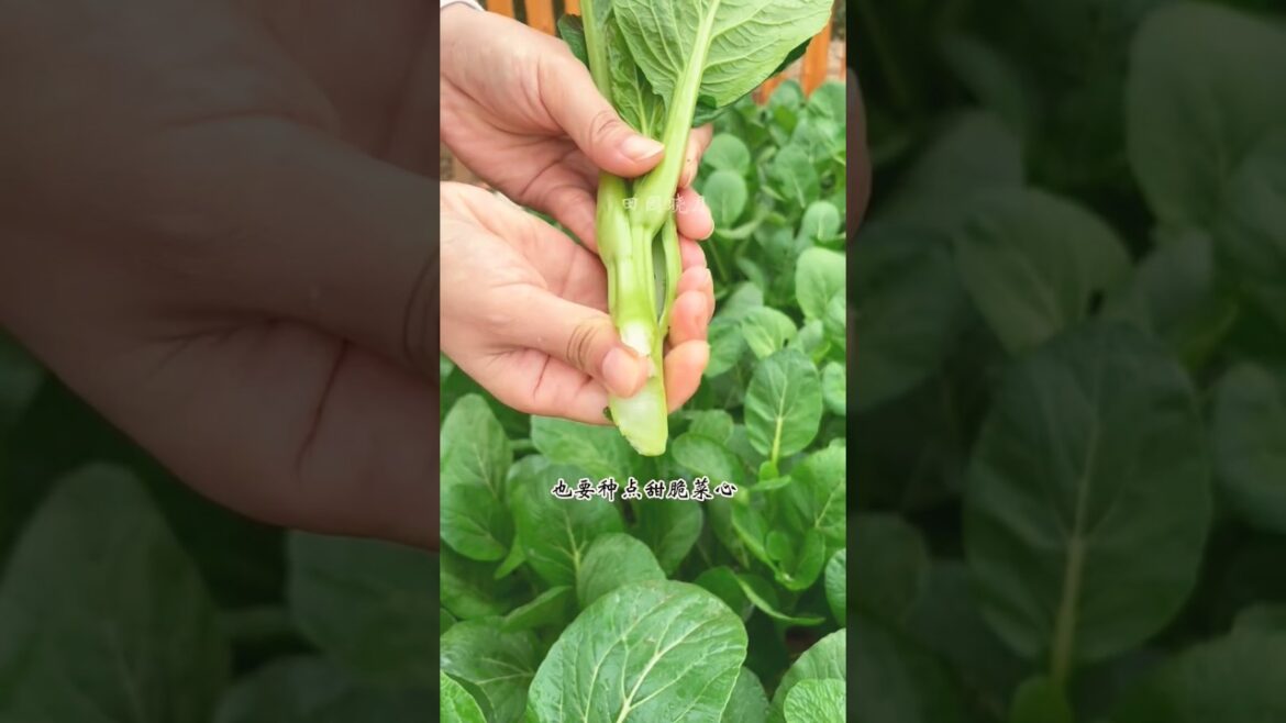 Natural beauty #home garden design #shots #youtubeshorts