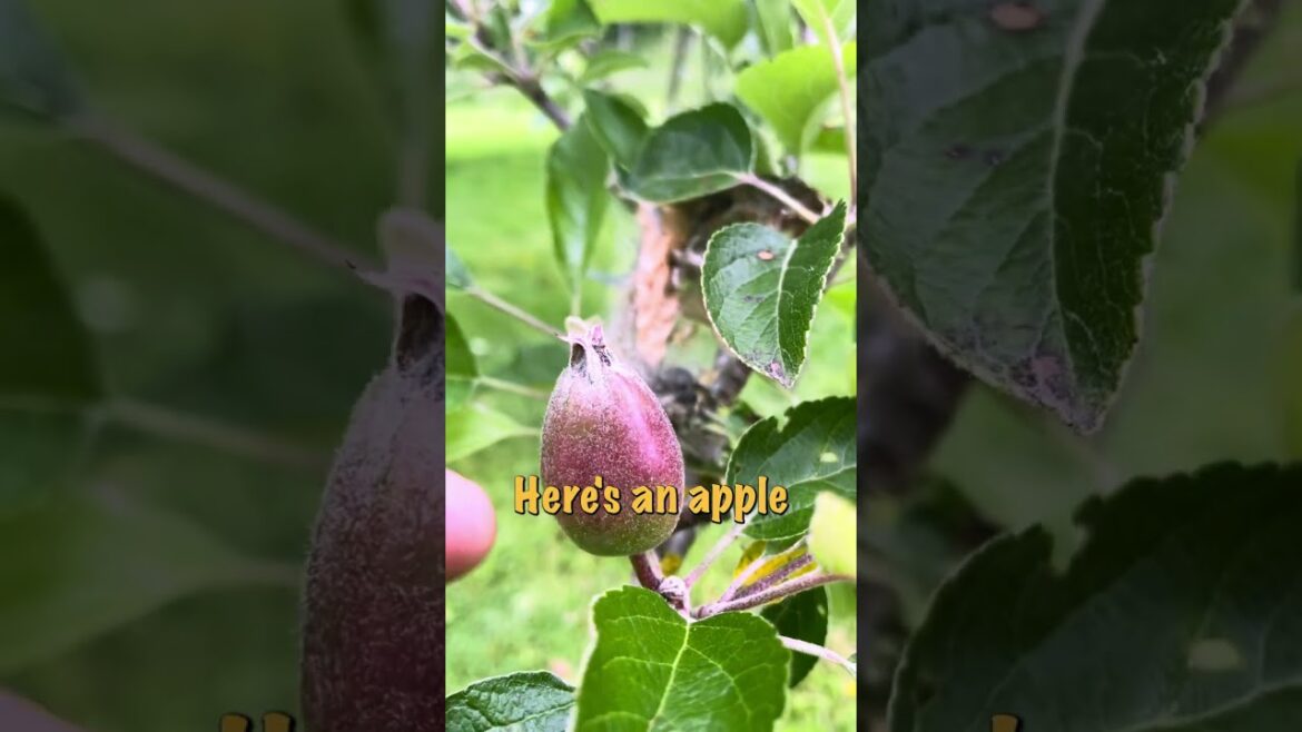 Easily Lose Your Fruit Trees From These! Easily Lose Your Fruit Trees From These!