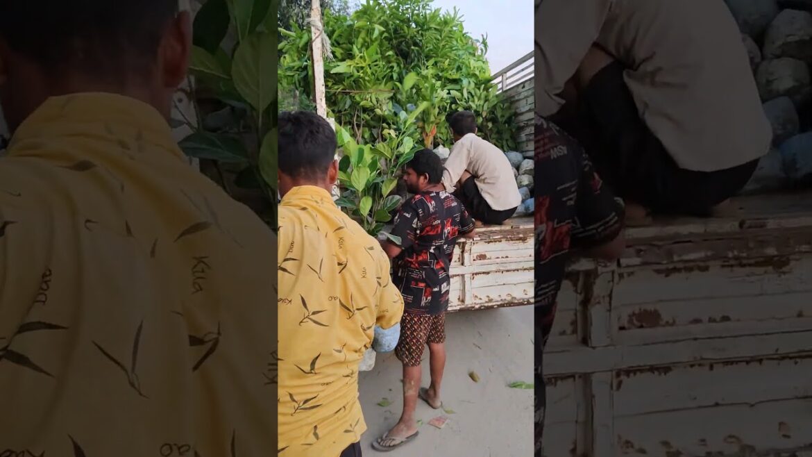 #nursery #jackfruit #garden #nursery #plantslover #nature #gardening #fruitplant #sahara nursery