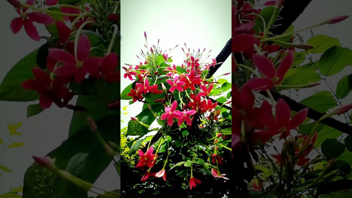 Garden Tour | Terrace Garden Tour | House Plant Tour #shortvideo #shorts #garden Garden Tour | Terrace Garden Tour | House Plant Tour #shortvideo #shorts #garden
