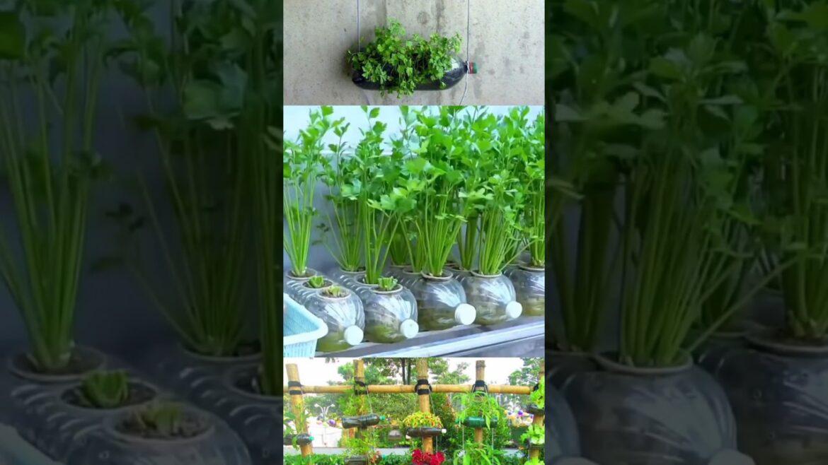 Easy coriander cultivation at home /YouTube shorts/reels videos Easy coriander cultivation at home /YouTube shorts/reels videos