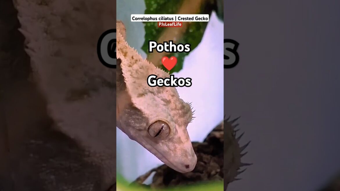 ✨Lush Houseplant Wonderland Tour | Crested Gecko Dreams #PJsLeafLife🌱