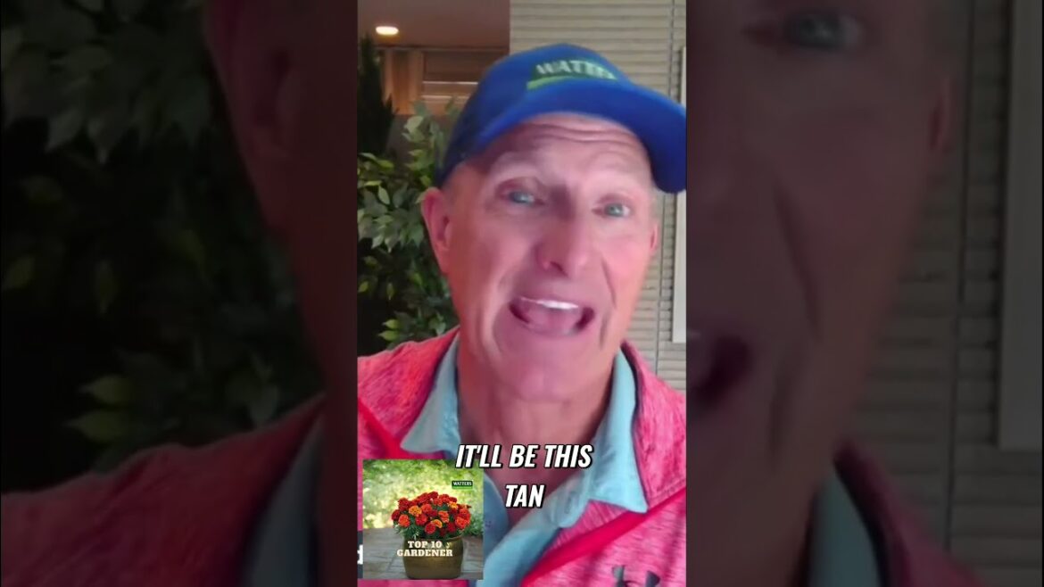 🌼 Revitalize Your Garden 🌼 Revitalize Your Garden