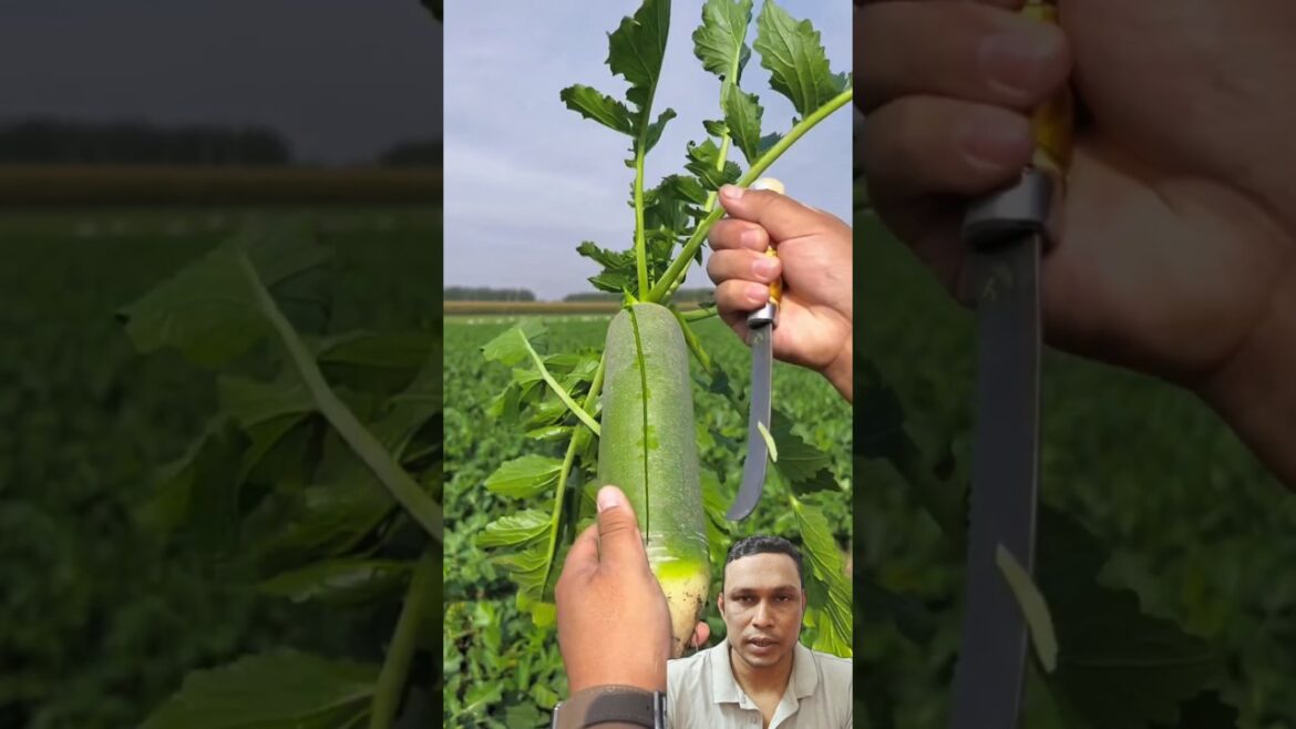 কিংলুবো মুলা,#shortsfeed #Chinese #GreenRadish #healthyfood #farming #farmer #cultivation  #facts