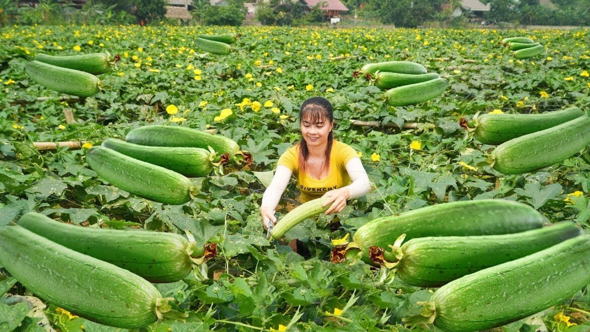 Harvesting Sweet Melon Goes To Countryside Market Sell - Vegetable Gardening | Free Bushcraft
