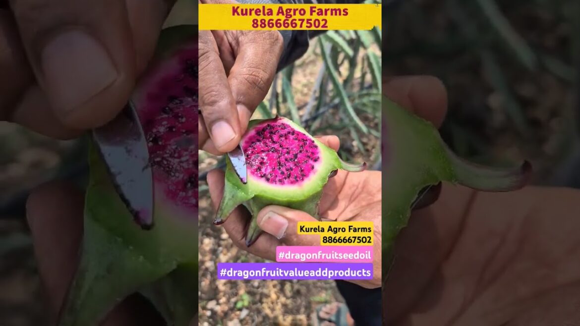 best dragon fruit variety for value-add products #farming #kurelaagrofarms #agriculture #kurela best dragon fruit variety for value-add products #farming #kurelaagrofarms #agriculture #kurela