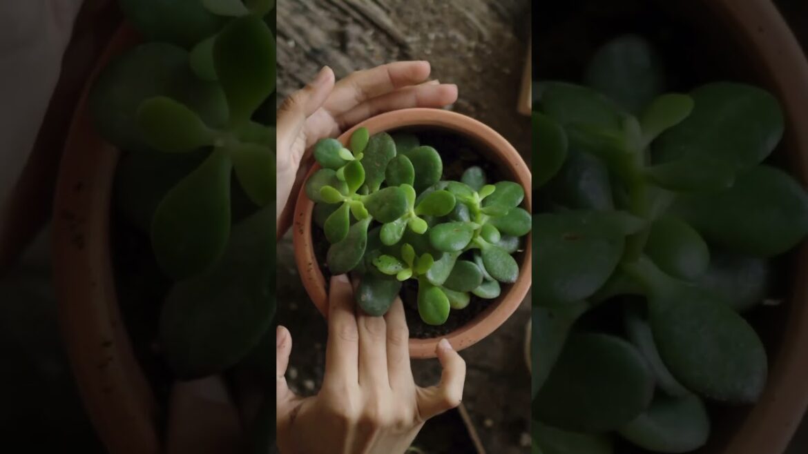 First-time gardener’s guide #shorts 🌱 First-time gardener’s guide #shorts 🌱