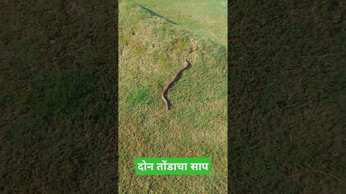 दोन तोंडाचा साप @JankiMohod #horticulture #gardening