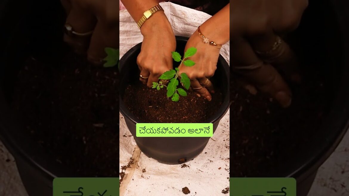 Biggest Mistake to Avoid When Repotting Plants! #shorts #gardening #tips #telugu