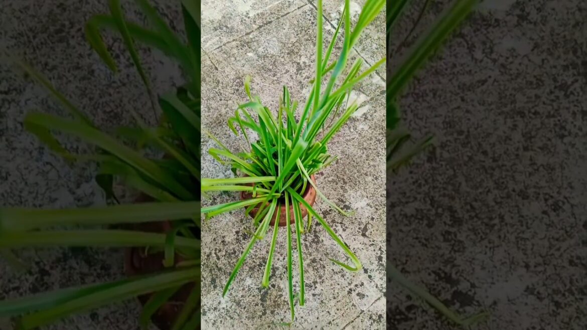 रजनीगंधा plant care tips #shortsfeed #gardening#viralshorts#garden रजनीगंधा plant care tips #shortsfeed #gardening#viralshorts#garden