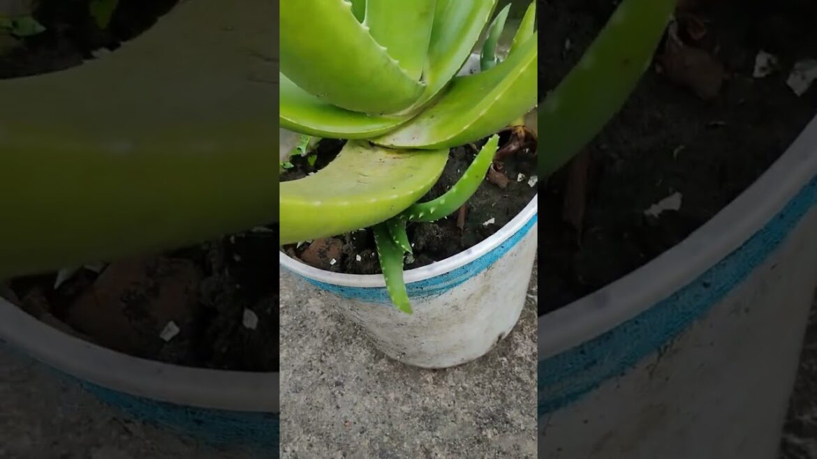 Alovera ka plant tips #Pups #coming #plants #gardening #viral shorts#shorts #gardening plant