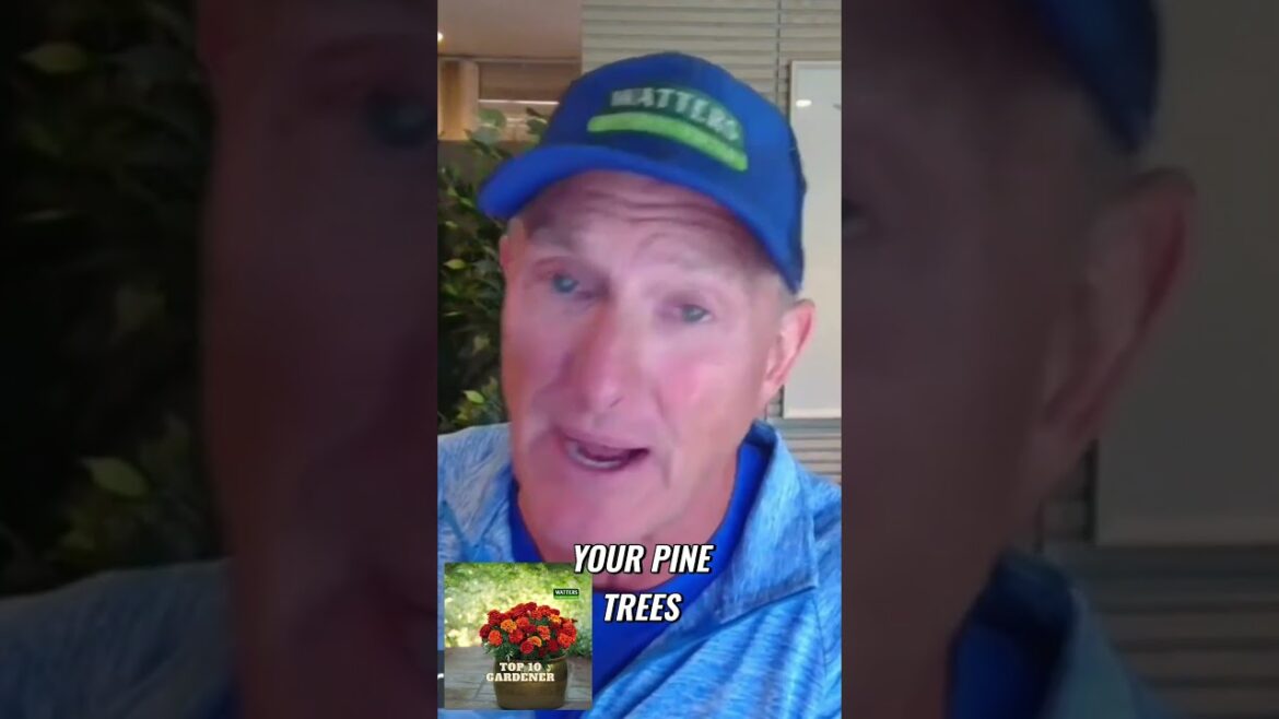 Protect Your Pine Trees Protect Your Pine Trees