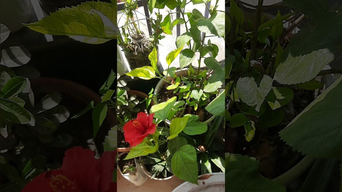 Hibiscus Plant Cutting Propagation#HibiscusPropagation #PlantCuttings #RootingHormone#PlantCare #srg