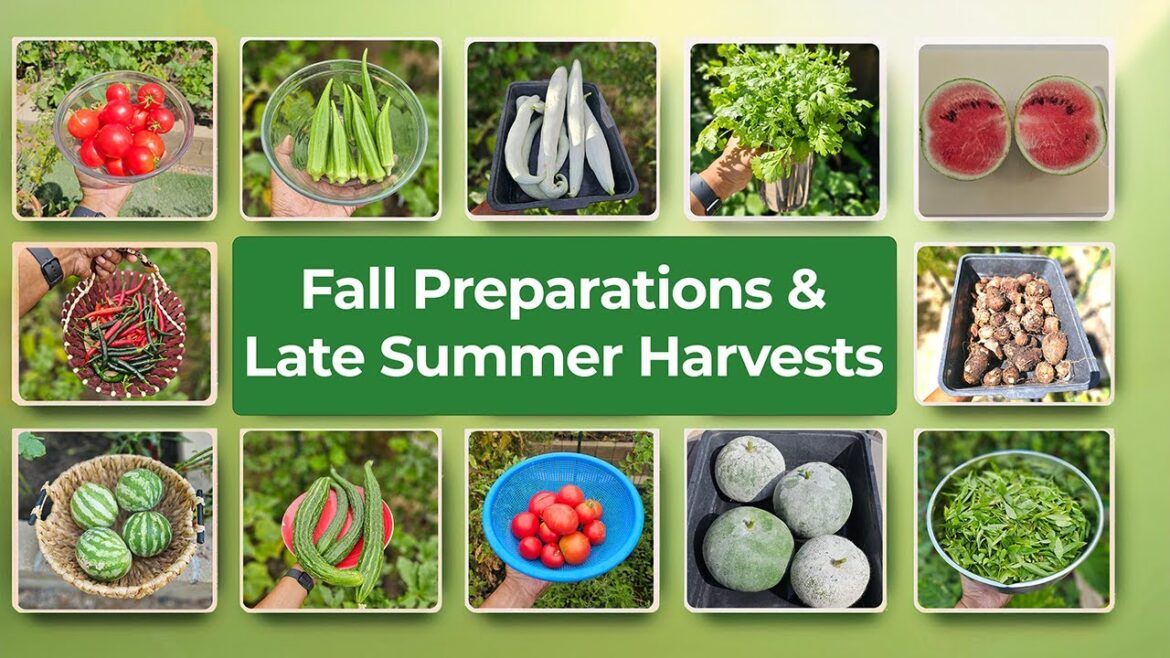 Late Summer Harvests & Fall Planting Guide | Things to Do, Seed Saving, and Harvest Tips